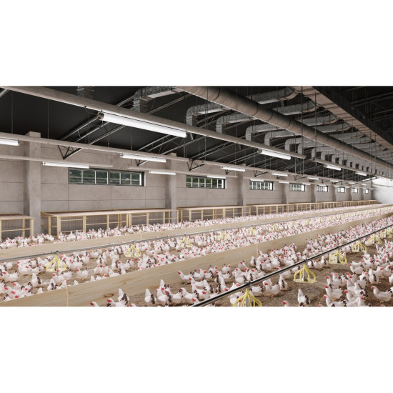 HERMETIČNA  LED SVETILKA FARM, LED, 50 W, 7500 lm, 4000K, AC220-240V, IP65, IK08, PMMA, 150 cm