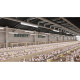 HERMETIČNA  LED SVETILKA FARM, LED, 50 W, 7500 lm, 4000K, AC220-240V, IP65, IK08, PMMA, 150 cm
